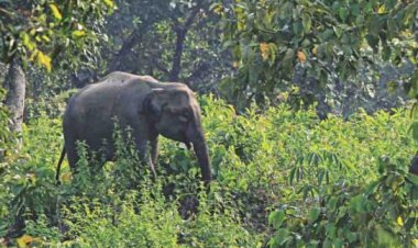 রাঙ্গুনিয়ায় বন্য হাতির আক্রমণে কৃষকের মৃত্যু
