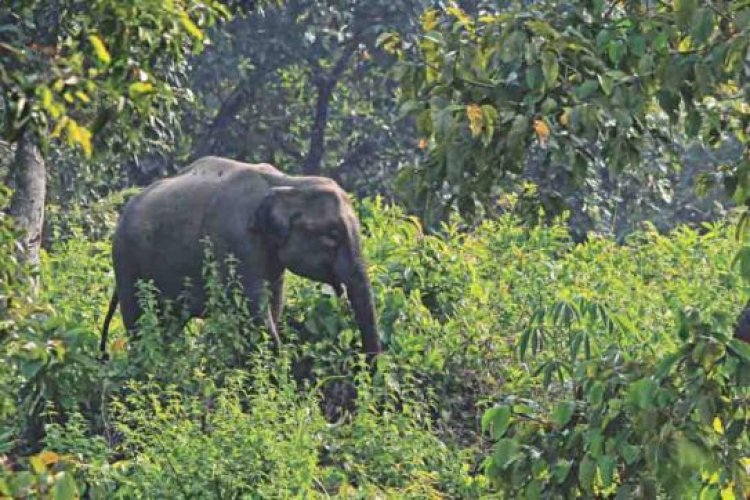 রাঙ্গুনিয়ায় বন্য হাতির আক্রমণে কৃষকের মৃত্যু